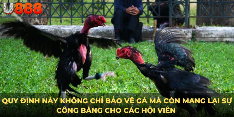 Quy định này không chỉ bảo vệ gà mà còn mang lại sự công bằng cho các hội viên 